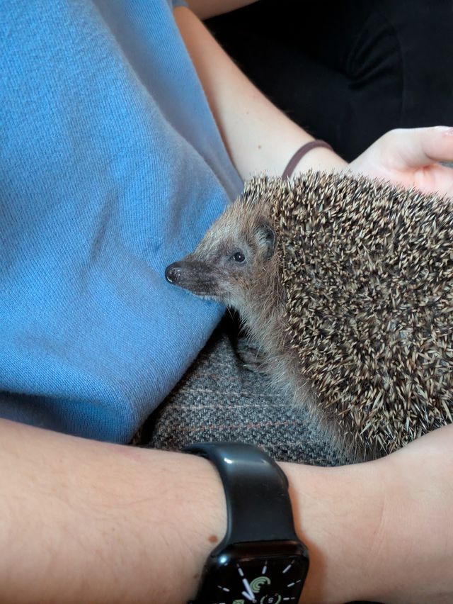 Zu Besuch bei der Igelhilfe Neckartenzlingen